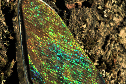 Ammolite Silver Pendant With Silver Chain